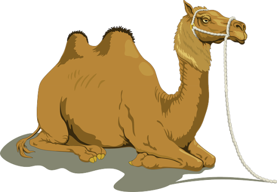 camel-48445_640